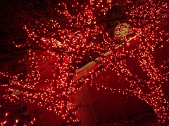 027 Toledo Zoo Light Show [2008 Dec 27]